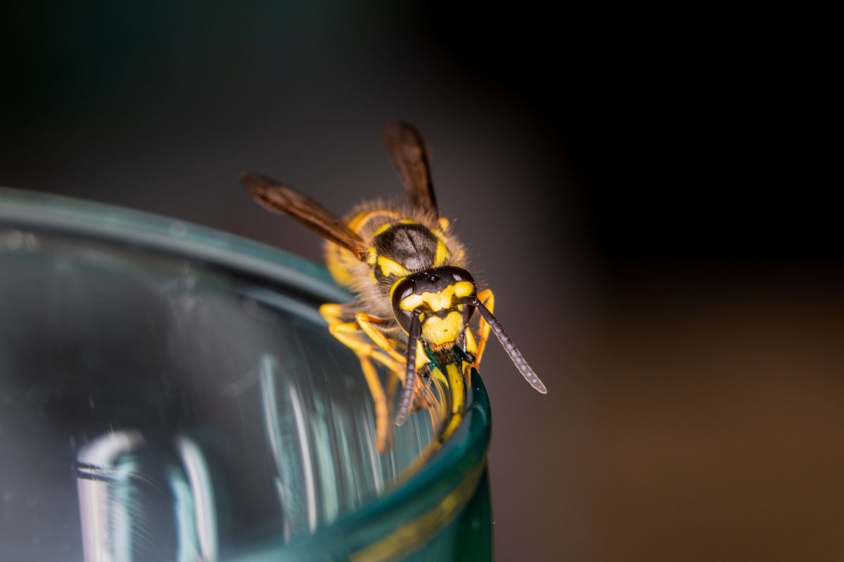 Atak osy podczas wypoczynku na zewnątrz może być niebezpieczny