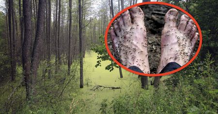 Koszmar na Syberii. "Arktyczne leśne piekło"