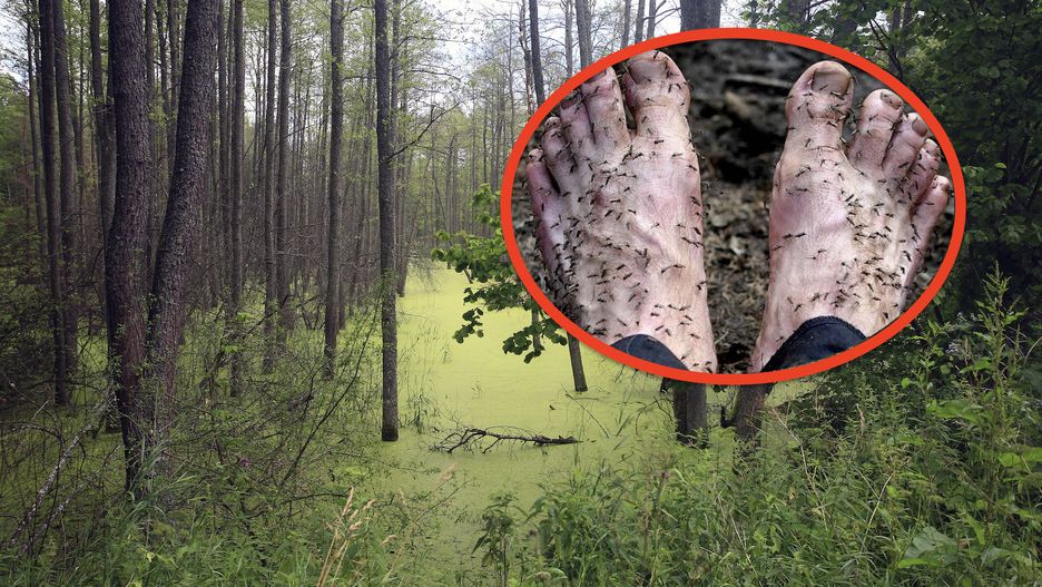Fotograf Amos Chapple na własnej skórze przekonał się, jak agresywne mogą być komary grasujące w syberyjskiej tajdze