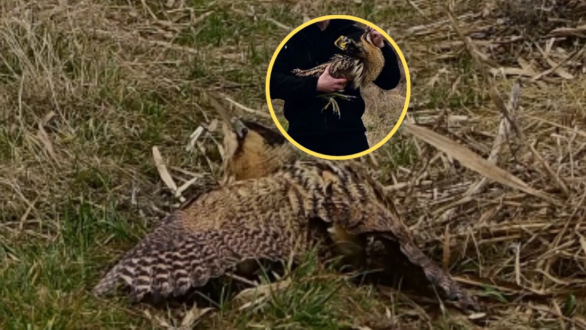  Bąk zwyczajny wrócił na wolność po udanej rehabilitacji