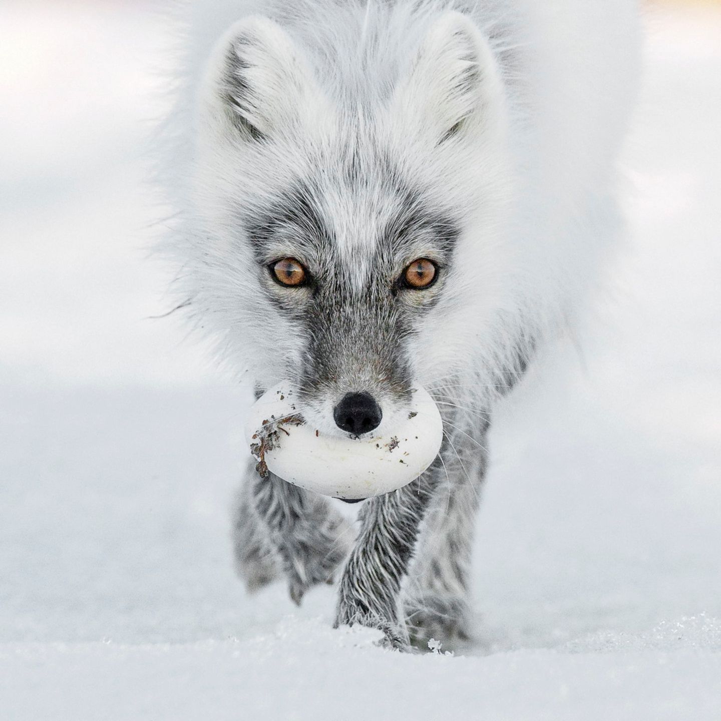 Zdjęcia finalistów Wildlife Photographer of the Year 2017 to mistrzostwo fotografii przyrody 3