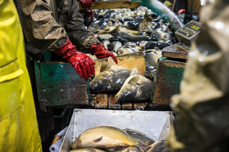 329 kilogramów żywej ryby - na takie zakupy pozwala średnia pensja w Polsce. Oczywiście mowa o kwotach brutto