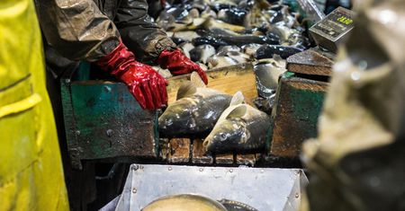 Rząd zamierza pomóc karpiom. Więcej miejsca, więcej wody