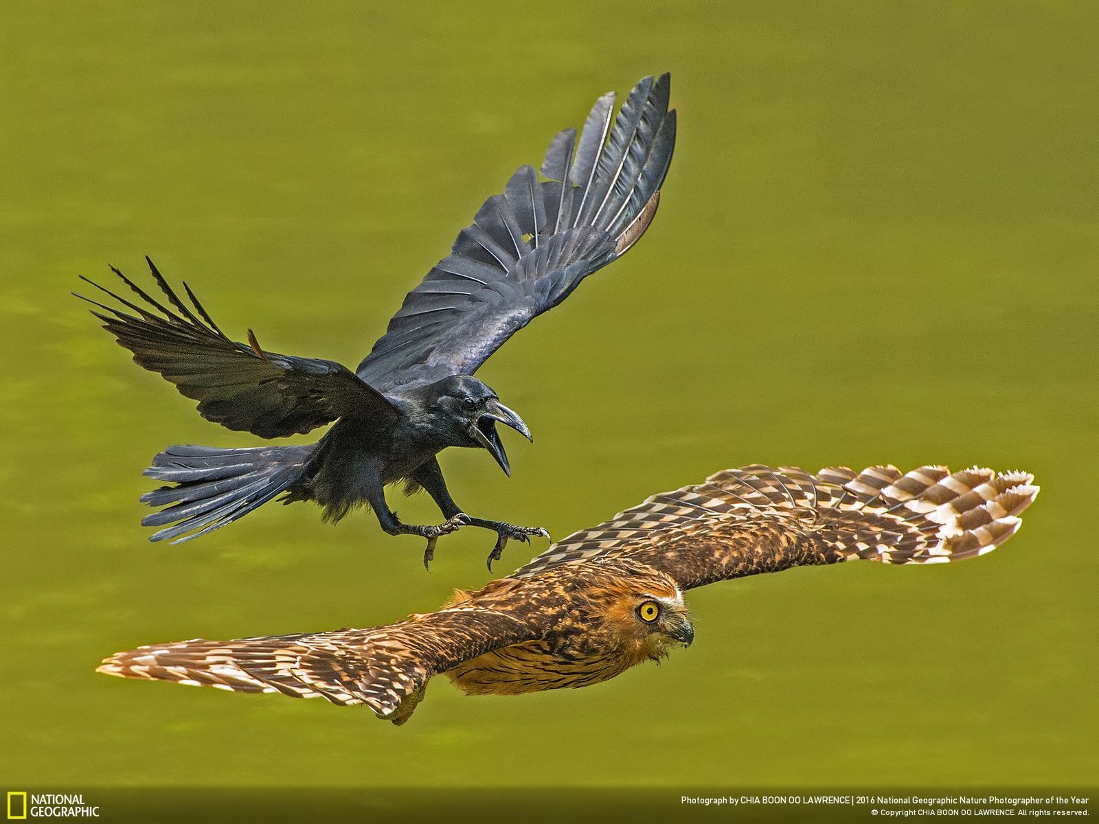 Poznaliśmy zwycięzców konkursu National Geographic Nature Photographer of the Year 2016 15