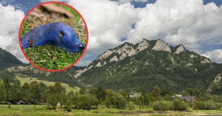 Pojawiły się w polskich górach. Przyrodnicy proszą o czujność