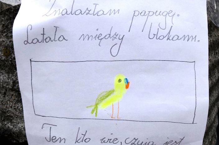 9-latka uratowała papugę. Jej ogłoszenie chwyta za serce