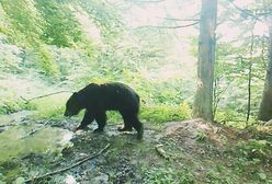 Niedźwiedź z Bieszczad wie, jak radzić sobie z upałem