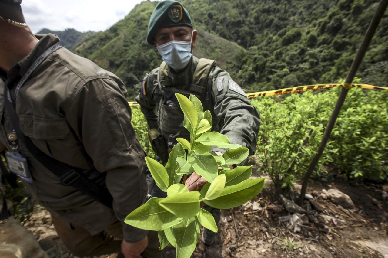 Produkcja kokainy na rekordowym poziomie. Mają coraz lepsze metody