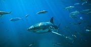 Zaskakujący efekt pandemii. Rekiny "wzięły wolne". Ale nadrabiają
