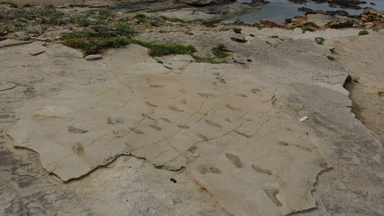 Polak odkrył najstarsze ślady praludzi. Mają aż 5,7 mln lat!