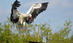 Ruszyły "sejmiki". Bociany pośpieszyły się z odlotem. Dlaczego?