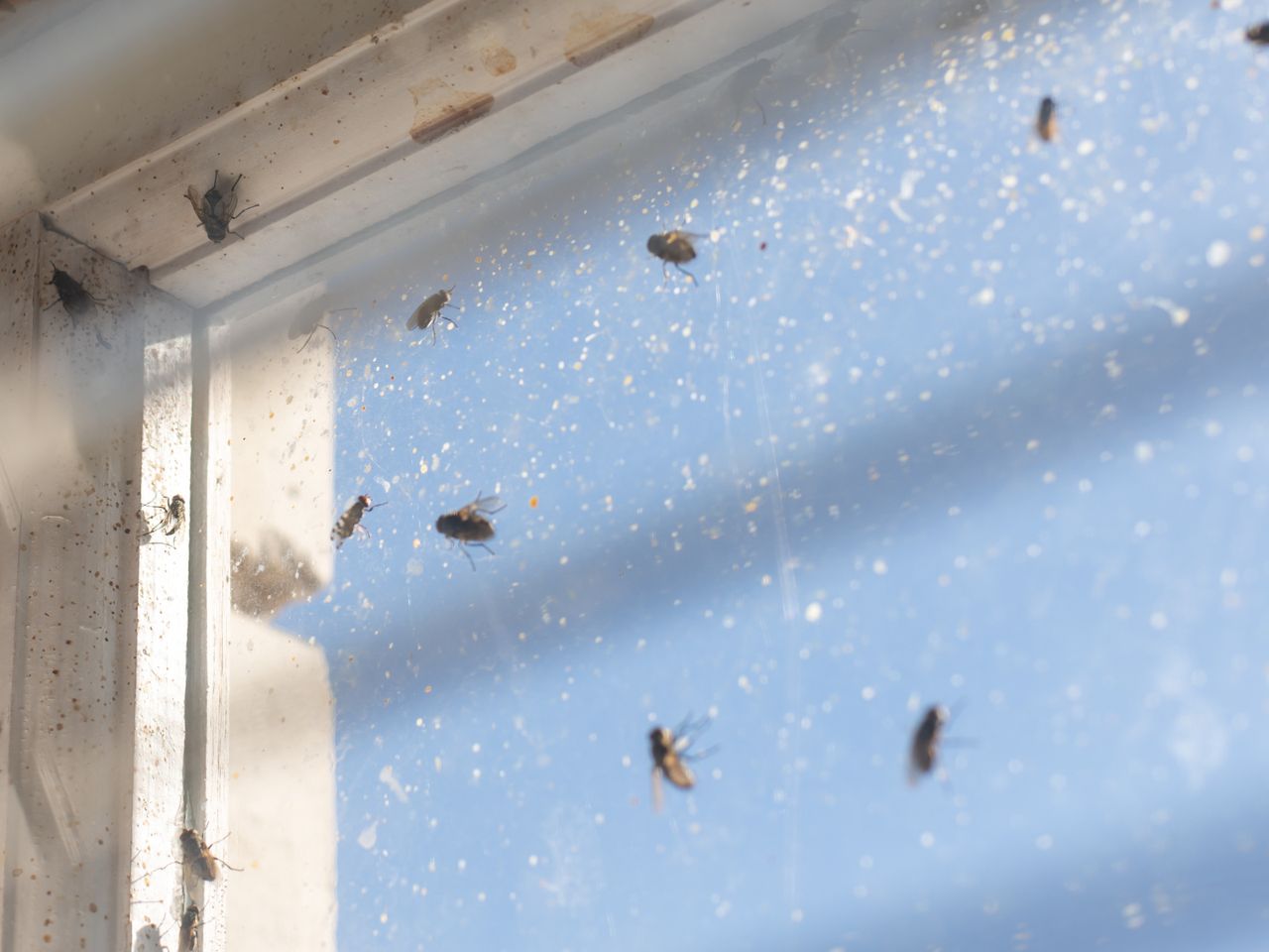 Jak pozbyć się much z domu?