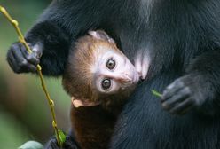 Wrocław. Małpiarnia w zoo na nowego mieszkańca. Poznajcie koczkodana górskiego