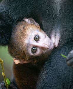 Wrocław. Małpiarnia w zoo na nowego mieszkańca. Poznajcie koczkodana górskiego