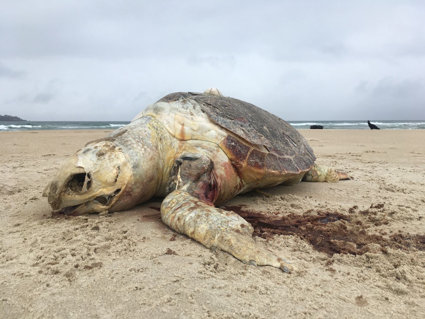 Setki martwych zwierząt wyrzuconych na brzeg. Wstrząsający widok