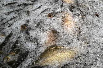 Znęcanie się nad karpiem to przestępstwo. Może je popełnić i sprzedawcy ryb, i kupujący je