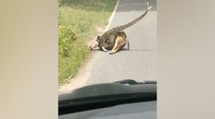 W uścisku śmierci. Nietypowa akcja ratownicza jelenia