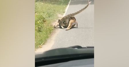 W uścisku śmierci. Nietypowa akcja ratownicza jelenia