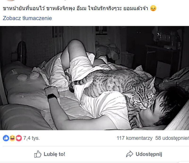 Co robi kot, gdy jego właściciel śpi? Kamera nagrała nocną aktywność zwierzęcia 4