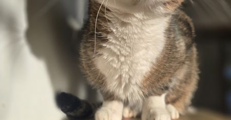 Twój kot oszalał na punkcie kremowych tubek? Naukowcy wyjaśniają, dlaczego ma to sens