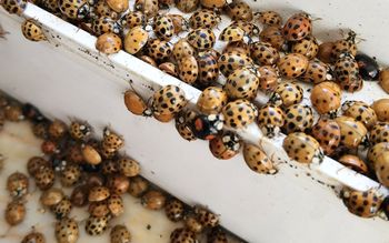 Wyciśnij i dodaj płynu do mycia naczyń. Biedronki się nie zbliżą