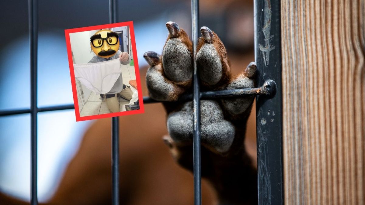 Schronisko w Chorzowie pokazało niecodzienny "dar" 