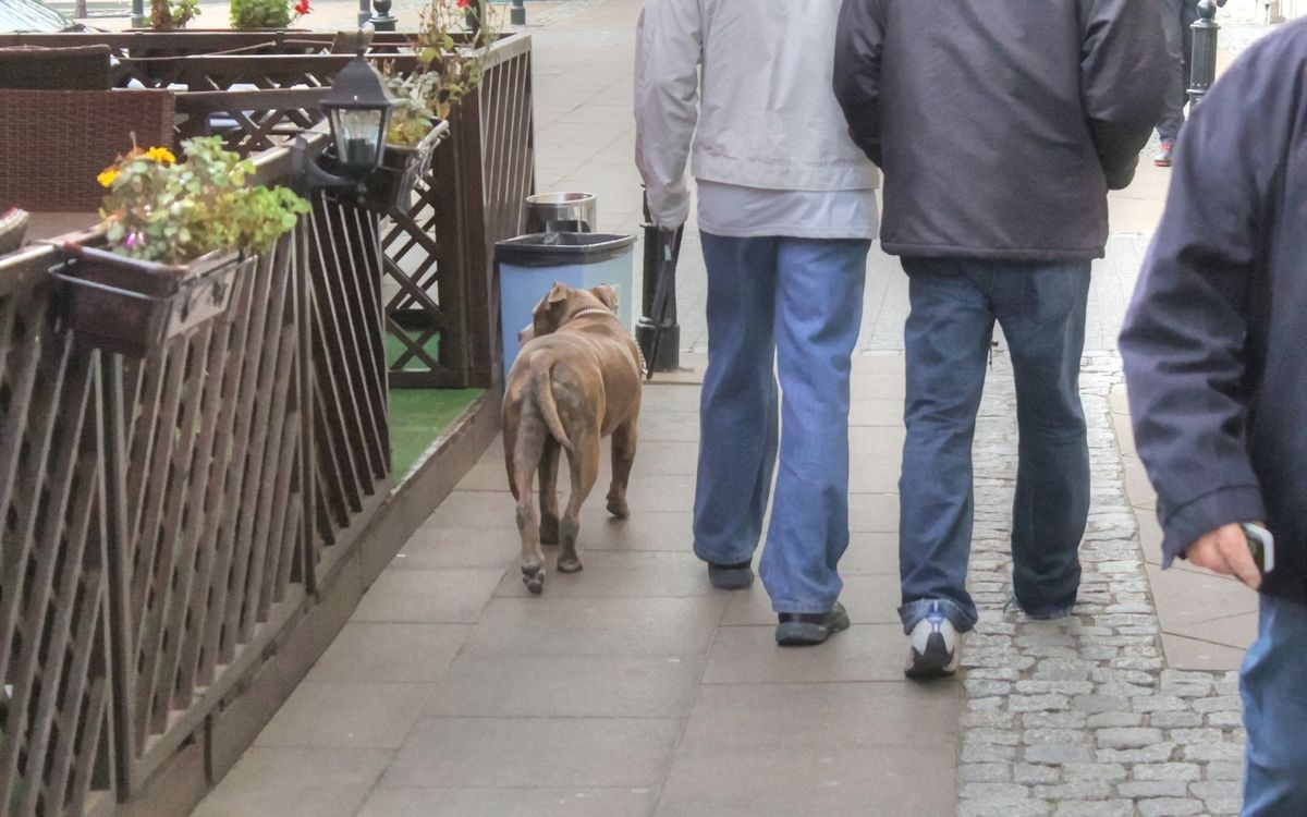 Gdzie w Warszawie znajdziemy wybieg dla psa?