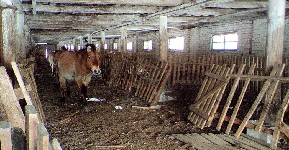 Dzikie konie żyją w Czarnobylu. Rzadki gatunek w strefie wykluczenia
