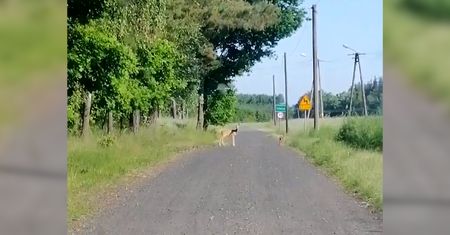 Leśnicy apelują o ostrożność. Kierowca z Borów Tucholskich nagrał niezwykłe wideo