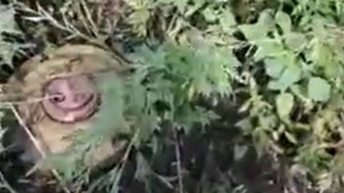 Ukraińcy pokazali, jak wyglądają pola minowe zostawione przez Rosjan