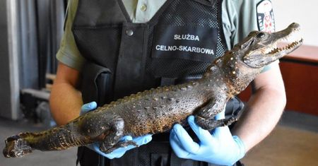 To miała być rutynowa kontrola na granicy polsko-ukraińskiej. Krokodyl leżał w bagażniku