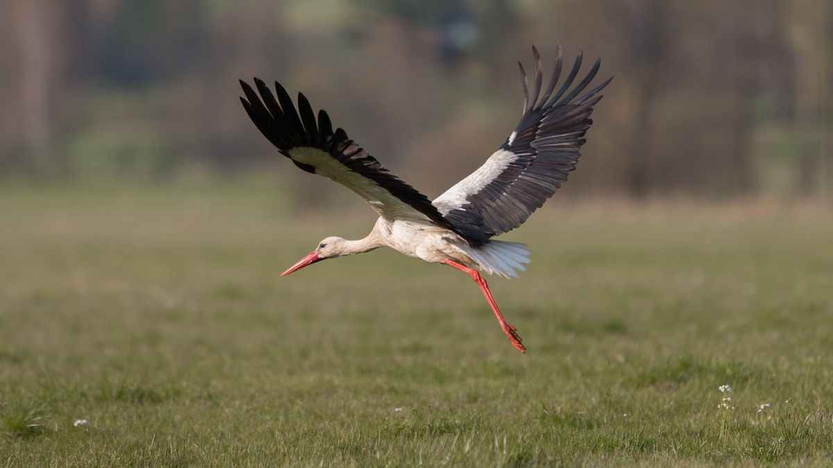 Zwycięzcą ubiegłorocznego plebiscytu był bocian biały