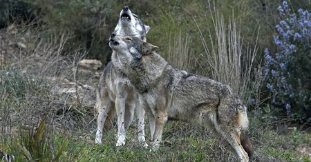 Ostrzeżenie przed wilkami w woj. lubuskim. "Robią się zuchwałe"