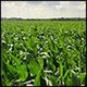 Milionowe oszustwo na kukurydzy