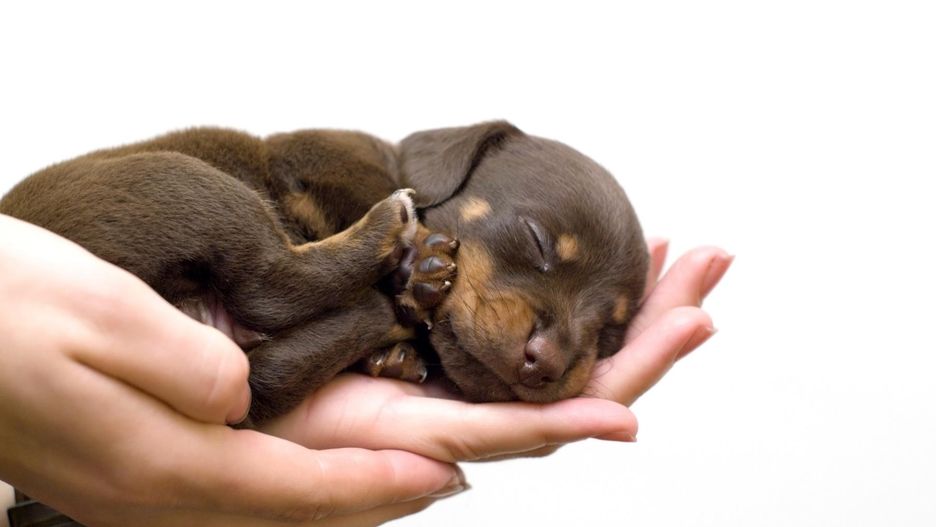 Mały, brązowy szczeniaczek śpiący na rękach opiekunki.