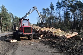 Wydatki Lasów Państwowych. Lewica: są poza kontrolą. Będzie wniosek do NIK