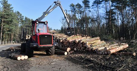 Wydatki Lasów Państwowych. Lewica: są poza kontrolą. Będzie wniosek do NIK