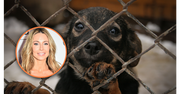 Dramat psów z pseudohodowli. Gwiazda chce adoptować jednego z 34