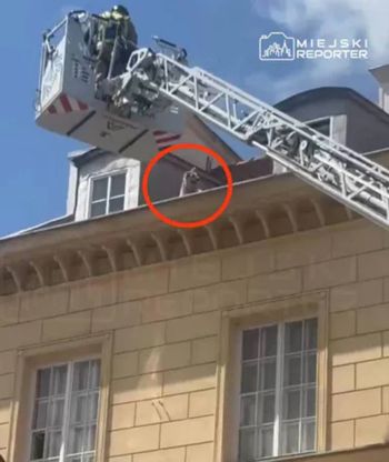 Niecodzienna akcja na Nowym Świecie. Piesek biegał po dachu kamienicy. Został uratowany przez strażaków