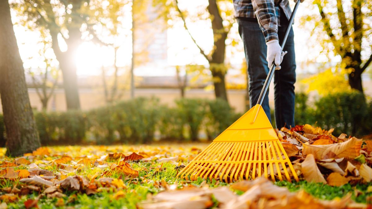 A person uses a yellow rake to gather fallen leaves in a park, surrounded by vibrant autumn foliage.
A person uses a yellow rake to gather fallen leaves in a park, surrounded by vibrant autumn foliage. Working with a fan rake in an orchard. Lawn and orchard care in autumn on a sunny day.
Maksym  Belchenko