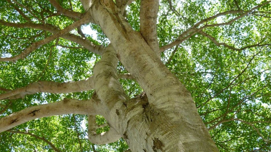 Manchineel - najniebezpieczniejsze drzewo świata