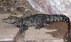 Krokodyli alarm odwołany. Zaskakujący finał akcji poszukiwawczej