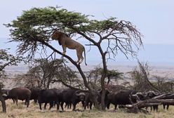 Lew kontra stado 50 bawołów. Takiego finału nikt się nie spodziewał