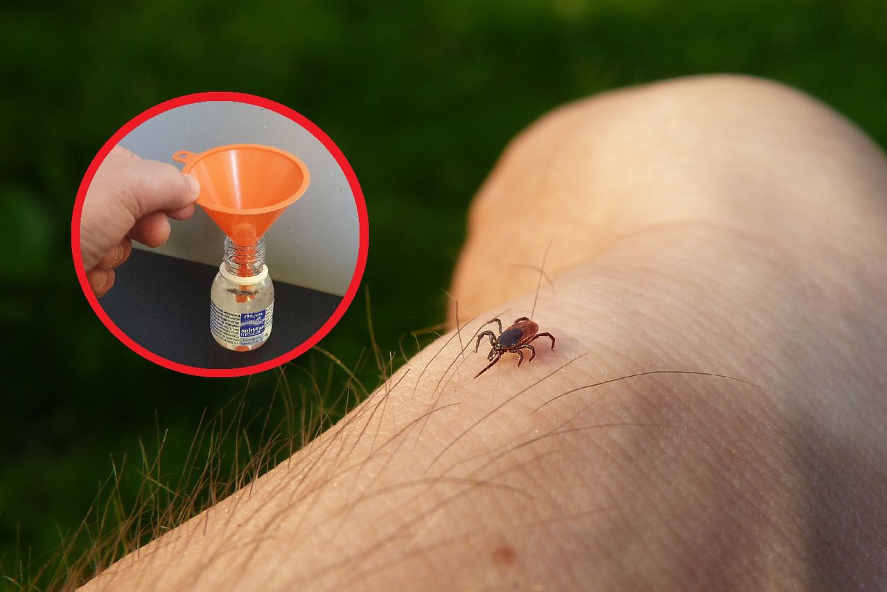 Kleszcze unikają jak ognia. Zapach, który wydziela ich śmiertelny wróg