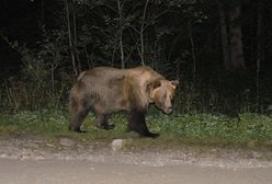 Niedźwiedź w Bieszczadach. Chodzi między domkami letniskowymi. Ostrzeżenie