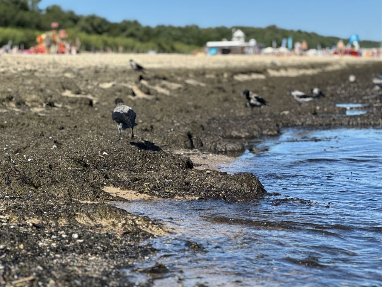 Plaża w Brzeźnie