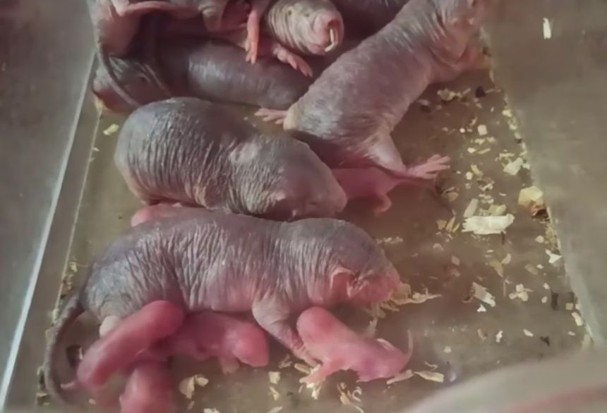 Warszawa. Pierwsze pokolenie warszawskich golców w stołecznym ogrodzie zoologicznym. To taki kret, tylko żyjący w Afryce