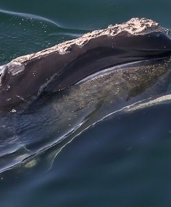 Wygnane wieloryby. Ocieplanie oceanów ogranicza ich siedliska
