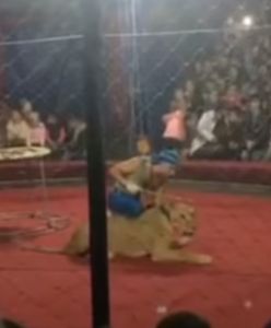 Rosja. Lwica zaatakowała dziecko w cyrku