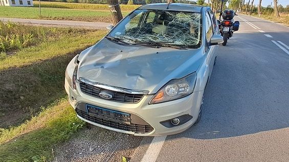 Zderzenie z łosiem